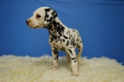 DALMATA EJEMPLARES DE CALIDAD GARANTIA DE COMPROMISO - mejor precio | unprecio.es