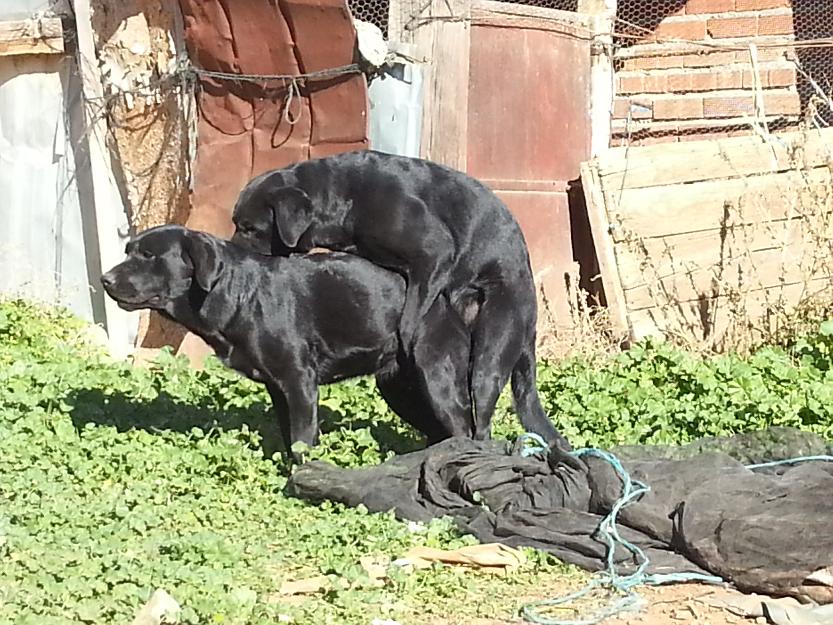 Excelente camada de labradores