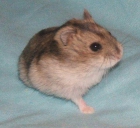 Hamster comun / ruso - mejor precio | unprecio.es