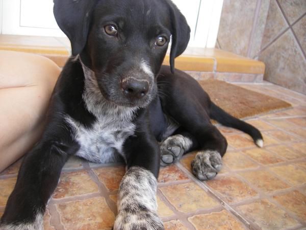 KEKO TIENE 5 MESES! PERRO Y ES JUGUETON =)