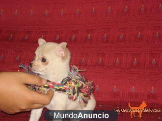 Libre Gratis cachorros de Chihuahua para su casa