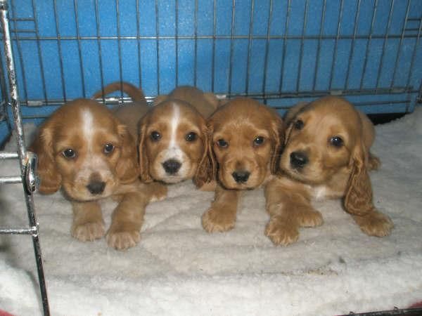 LINDOS COCKER INGLES 200 EUROS