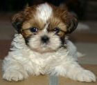 shih tzu divinos, 390 euros - mejor precio | unprecio.es