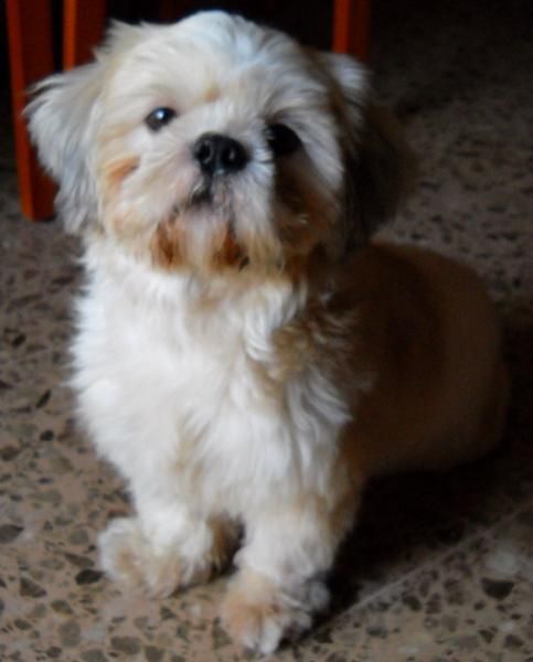 SHIH TZU MACHO CON PEDIGREE PARA MONTAS. VALENCIA