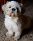 SHIH TZU MACHO CON PEDIGREE PARA MONTAS. VALENCIA - mejor precio | unprecio.es