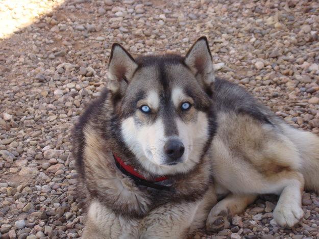 Vendo cachorros de Husky siberiano. 150 €