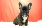 cachorros de bulldog frances, varios tonos, buen caracter - mejor precio | unprecio.es