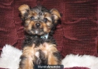 Did you mean: Cute Current vaccinations, Veterinarian . Healthy male and female teacup yorkshire terrier guarantee, Trav - mejor precio | unprecio.es