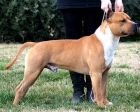 Excelentes Cachorros de American Staffordshire Terrier - mejor precio | unprecio.es