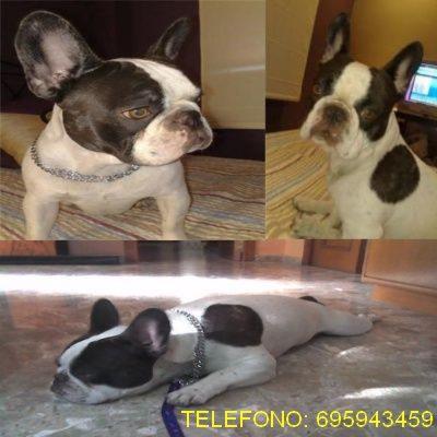 Ofrezco macho bulldog frances para monta en Valencia