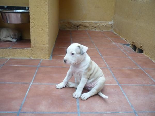 Preciosa Perrita Pit-Bull