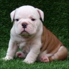 Pura raza Bulldog Inglés cachorros - mejor precio | unprecio.es