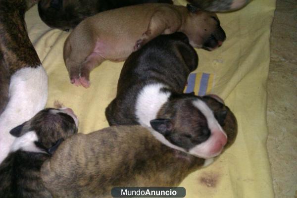 Se vende American Pitbull 150€ negociables interesados e-mail