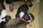 Se vende American Pitbull 150€ negociables interesados e-mail - mejor precio | unprecio.es