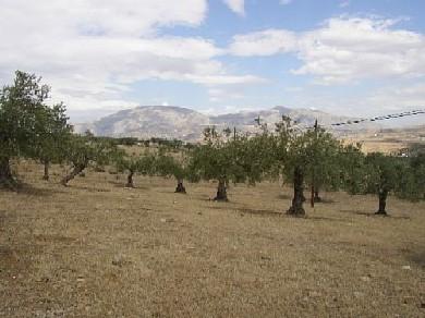 Terreno se vende en Alora