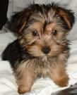 yorkshire toy hembra 3 meses cambio o vendo