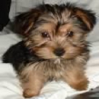 yorkshire toy hembra 3 meses cambio o vendo - mejor precio | unprecio.es