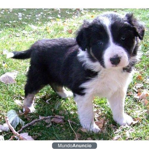 border collie cachorros en regalo