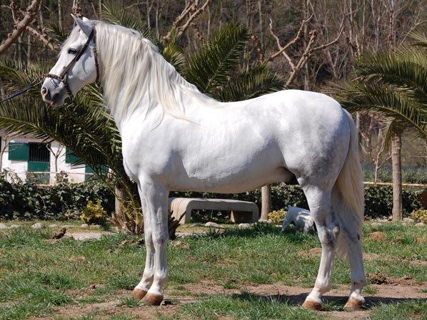 caballo PRE muy manso