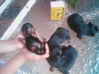 Cuatro cachorros yorkshire toy mini - mejor precio | unprecio.es