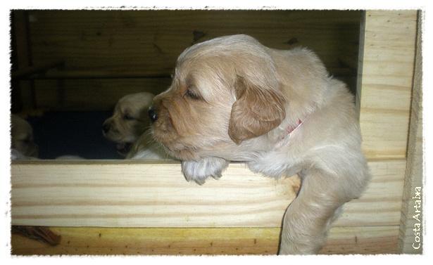 Golden Retriever Costa Artabra. Cachorros hijos de Charola Mississippi y Blondy