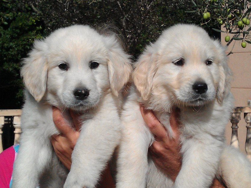 golden retriever elche alicante