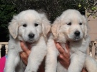 golden retriever elche alicante - mejor precio | unprecio.es