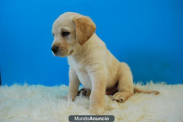 LABRADOR RETRIEVER CACHORROS CON GRAN CALIDAD FOTOS REALES