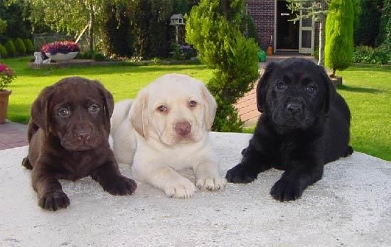 LABRADORES PRECIOSOS CACHORRO DE 250 EUROS