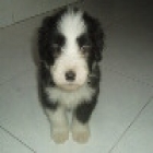 Oportunidad ultimos cachorros Bearded Collie - mejor precio | unprecio.es