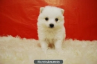 Pomeranias Blancos Autenicos cachorros para tu Hogar - mejor precio | unprecio.es