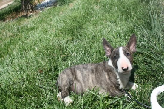 ¡ bullterrier, estas navidades regala vida!