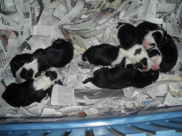 Border collie excelente camada