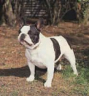 BUSCO NOVIA PARA MI PERRO (BULLDOG FRANCES "NEGRO Y BLANCO") - mejor precio | unprecio.es