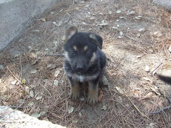 Cachorritos de pastor aleman