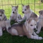 Cachorros puros de husky siberiano - mejor precio | unprecio.es