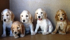 Cocker spaniel machos y hembras 190€ - mejor precio | unprecio.es