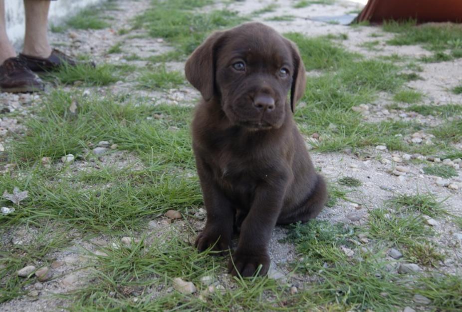 excelente camada de labrador