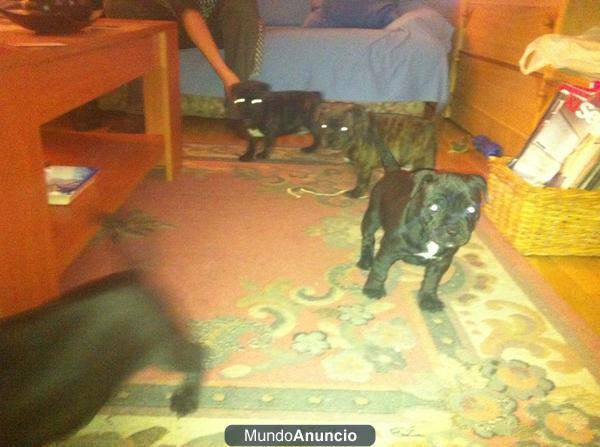 Excelente camada de staffordshire bull terrier