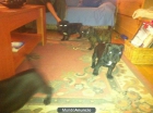 Excelente camada de staffordshire bull terrier - mejor precio | unprecio.es