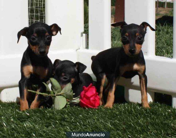Los mejores mini pincher, al mejor precio