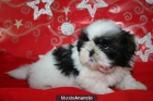 Maravillosos cachorros de shih tzu - mejor precio | unprecio.es