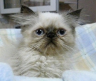 precioso gatito persa himalayo seal point - mejor precio | unprecio.es