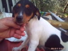 Se vende excelente camada de bodeguero andaluz - mejor precio | unprecio.es