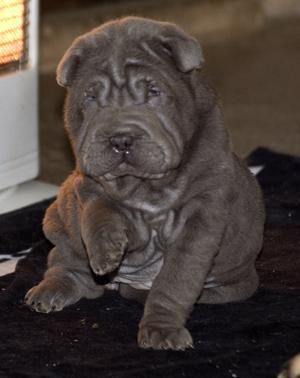 Ultima hembrita shar-pei azul