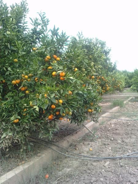 Vendo Naranja sin intermediarios