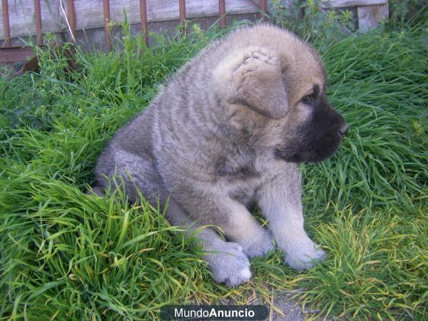 Regalo Auténticos Cachorros de mastín español.