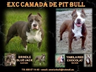$$xx EXC. CaMaDa A.P.B.T xx$$ - mejor precio | unprecio.es