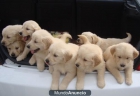 cachorros de golden retriever - mejor precio | unprecio.es