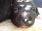 cachorros staffordshire bull terrier - mejor precio | unprecio.es